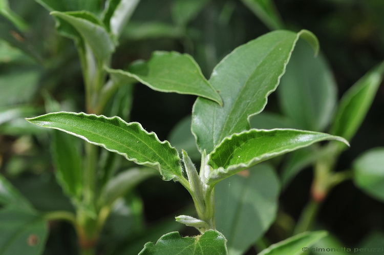 Cistus laurifolius / Cisto maggiore